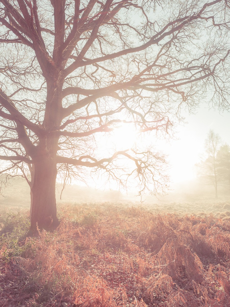 Konfiguration benutzen (Baum, kahl, Dunst, Nebel, Natur, Landschaft, Wunschgröße, Fotokunst, Wohnzimmer, Treppenhaus, bunt)