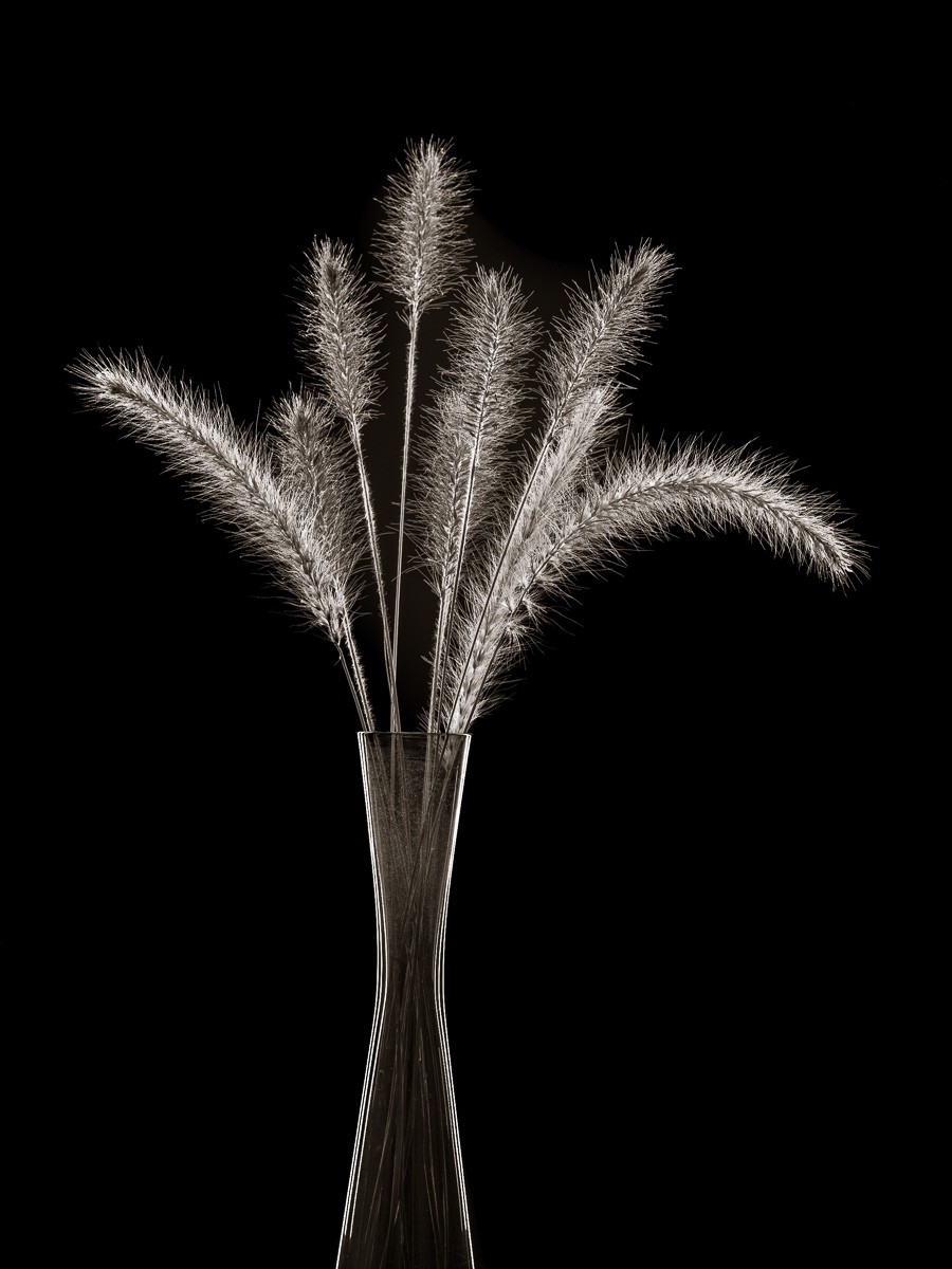 Konfiguration benutzen (Stillleben, Glasvase, Pflanzen, Grashalme, Fuchschwanzgrass, Büschel, Botanik, Nahaufname, Natur, Kontrast, Wunschgröße, Fotokunst, Wohnzimmer, Treppenhaus, Esszimmer, schwarz, weiß)