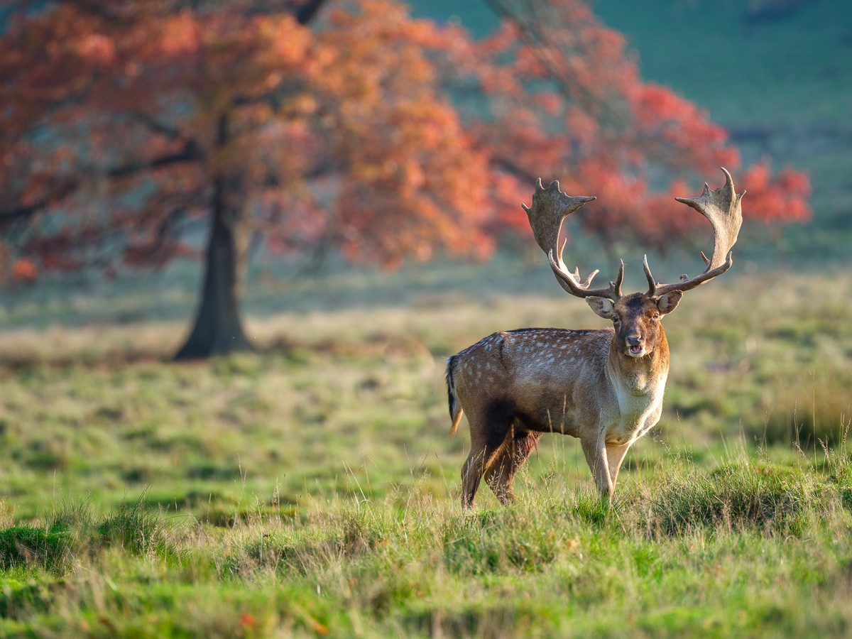Konfiguration benutzen (Wiese, Herbst, Jahreszeit, Hirsch, Dammhirsch, Geweih,  Wild, Tiere, majestätisch,   Wunschgröße, Fotokunst, Wohnzimmer, Treppenhaus, bunt)