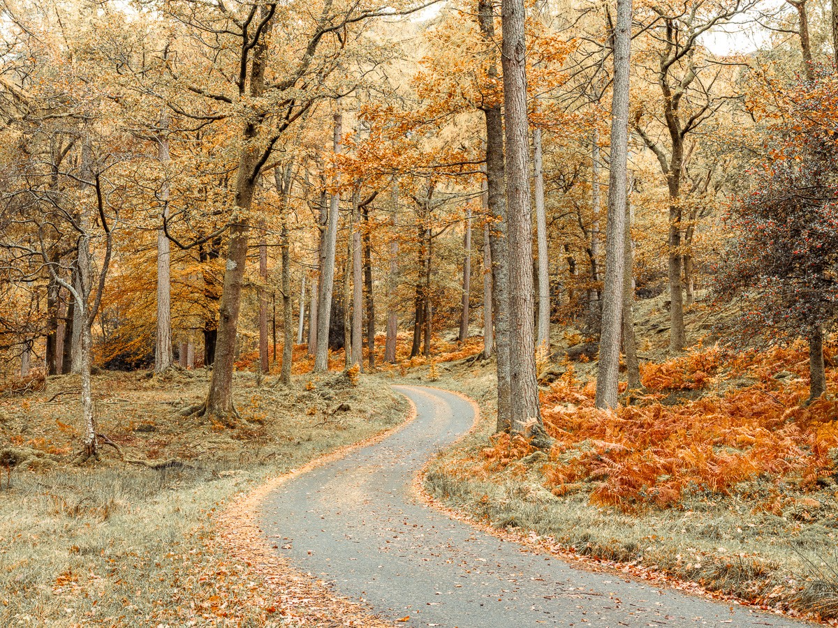 Konfiguration benutzen (Landschaft, Wald, Straße, Herbst, Jahreszeit, Wunschgröße, Fotografie, Wohnzimmer, Treppenhaus, bunt)