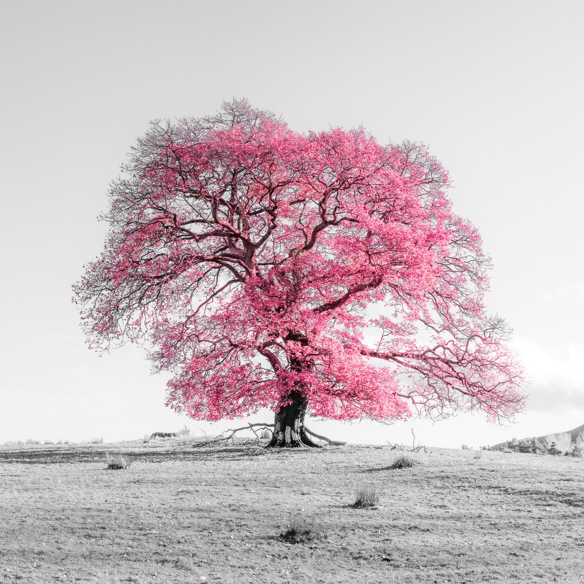 Konfiguration benutzen (Feld, Wiese, Baum, majestätisch, Hügel, Colorspot, Wunschgröße, Fotokunst, Wohnzimmer, Treppenhaus, schwarz/weiß, pink)