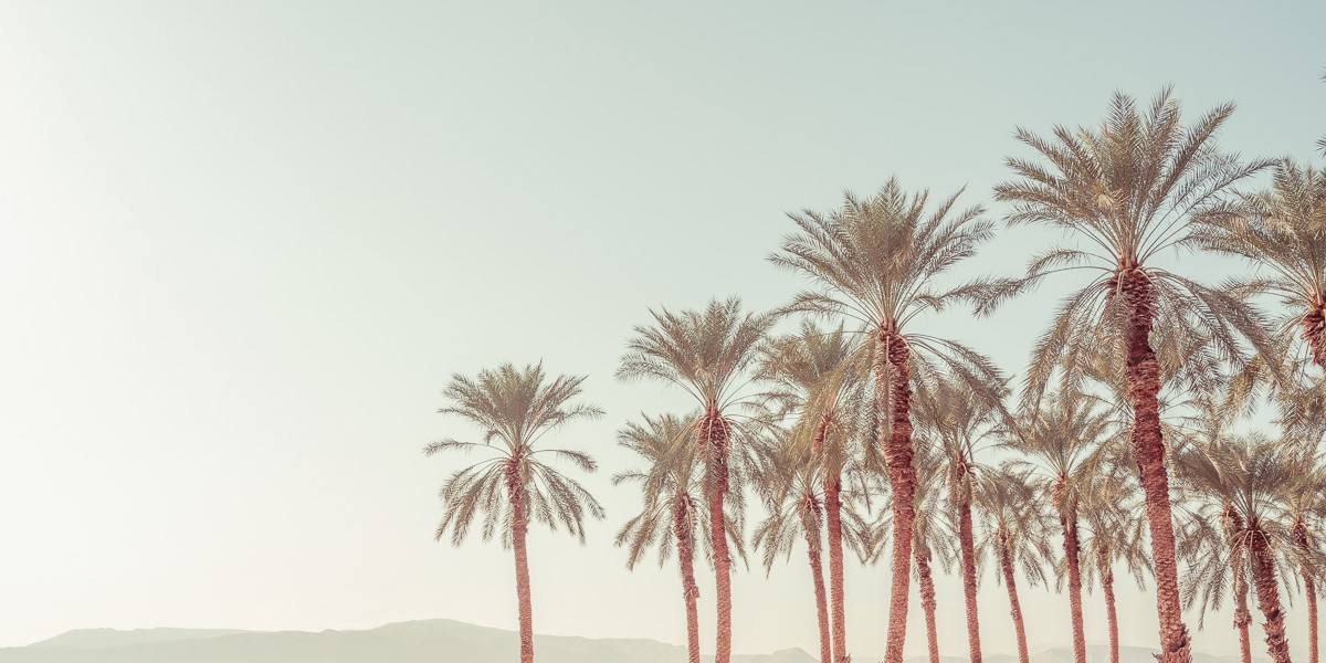 Konfiguration benutzen (Palmen, Bäume, Botanik,  Wunschgröße, Fotokunst, Wohnzimmer, Treppenhaus, bunt)