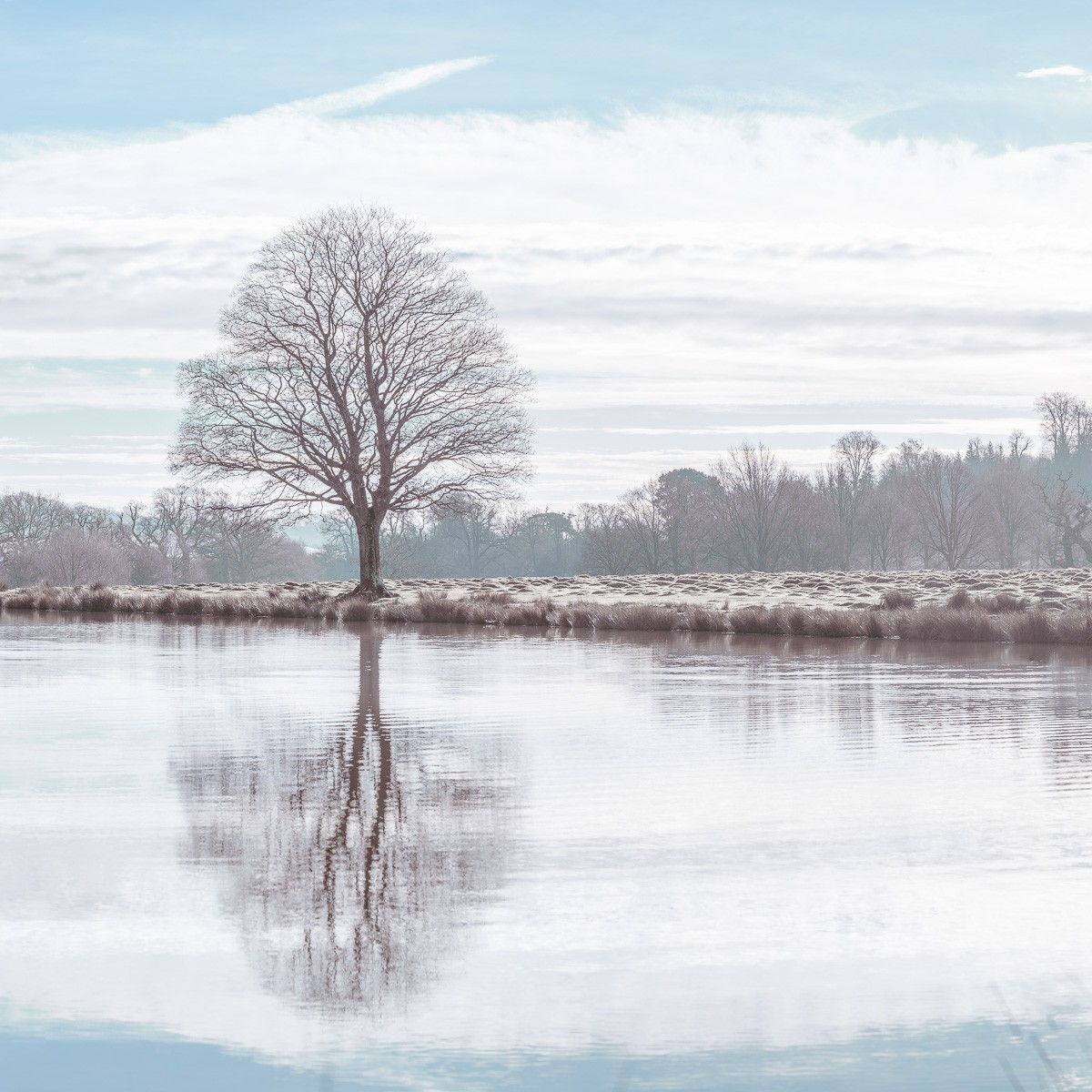 Konfiguration benutzen (Winter, Teich, Baum, kahl, Reflexion, Spiegelung, Stille, Ruhe, Wunschgröße, Fotokunst, Wohnzimmer, Treppenhaus, bunt)