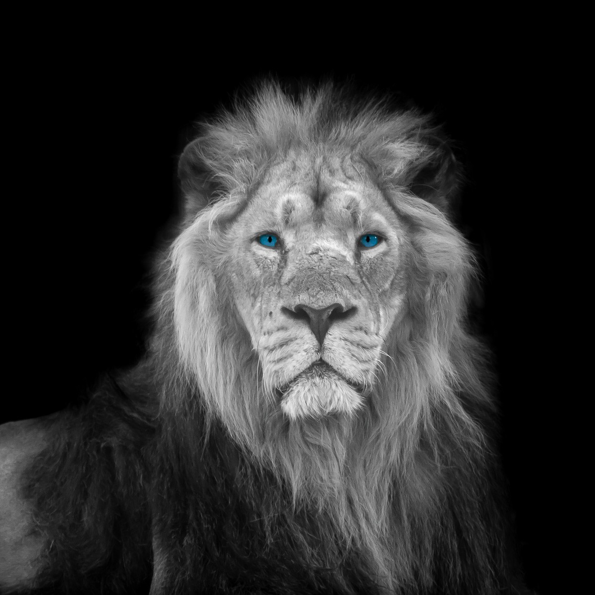 Konfiguration benutzen (Löwe, Löwenmähne, Raubkatze, Raubtier, Tierportrait, blaue Augen, Colourspot, Wunschgröße, Fotokunst, Wohnzimmer, Treppenhaus, Jugendzimmer, schwarz/weiß, blau)