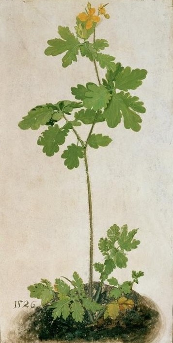 Albrecht Dürer, Schöllkraut (Botanik,Deutsche Kunst,Schöllkraut,Schule,Renaissance,Naturstudie,Blume)