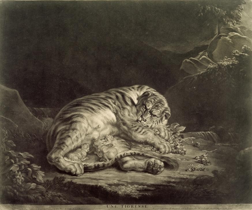 Nicolas Rhein, Säugende Tigerin (Zoologie,Tiger,Österreichische Kunst,Tierleben,Raubkatze,Tier,Muttertier,Jungtier,Säugen)