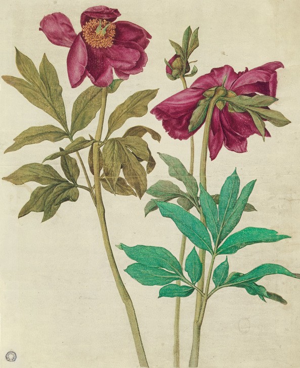Albrecht Dürer, Pfingstrosen (Botanik,Deutsche Kunst,Renaissance,Naturstudie,Blume,Pfingstrose)