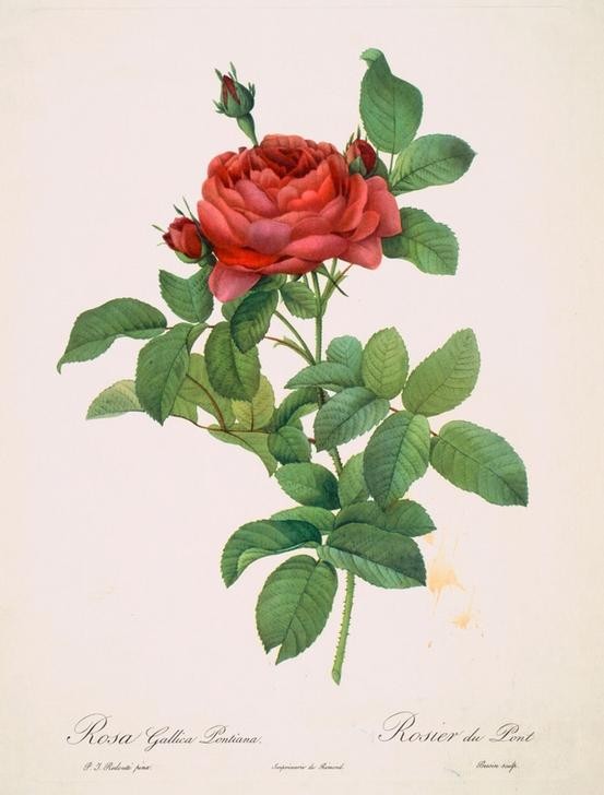 PIERRE-JOSEPH REDOUTÉ, Rosa Gallica Pontiana (Botanik, Blume, Studie, Rose,  Blüte, Knospen, Blätter, Treppenhaus, Wohnzimmer, Wunschgröße, rot)