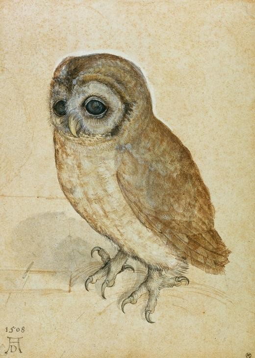 Albrecht Dürer, Käuzchen (Deutsche Kunst,Eule,Vogel,Zoologie,Renaissance,Ornithologie,Kauz)