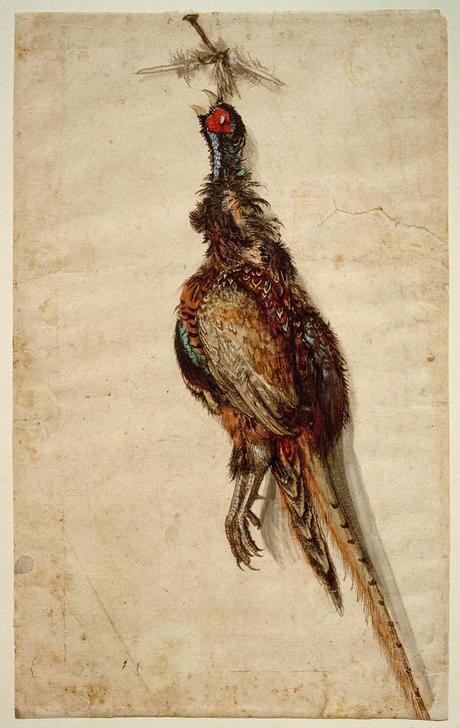 Lucas Cranach der Ältere, Toter Fasan, an einem Nagel hängend (Vogel, Hühnervogel, Fasan, Jagd, Tod, Stillleben, Tier, Vogelfang, Klassiker, Renaissance, Wunschgröße, Wohnzimmer)