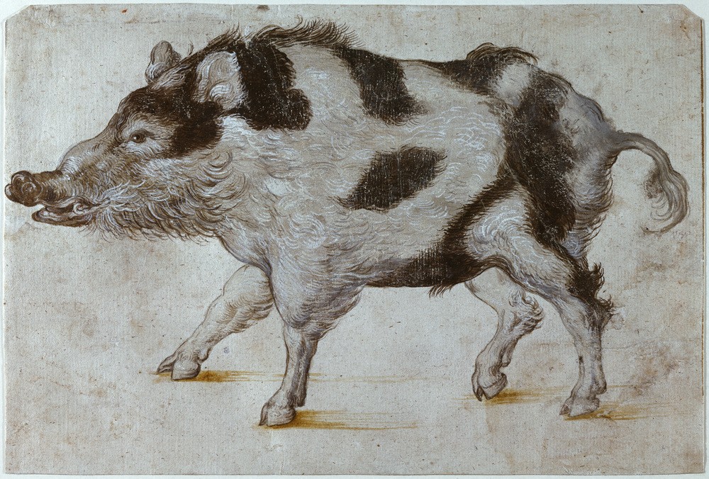 Lucas Cranach der Ältere, Dunkelbraun geflecktes Wildschwein nach links (Schwein, Wildschwein, Tierportrait, Zoologie Naturstudie, Grafik,  Klassiker, Renaissance, Wunschgröße, Wohnzimmer, schwarz/weiß)