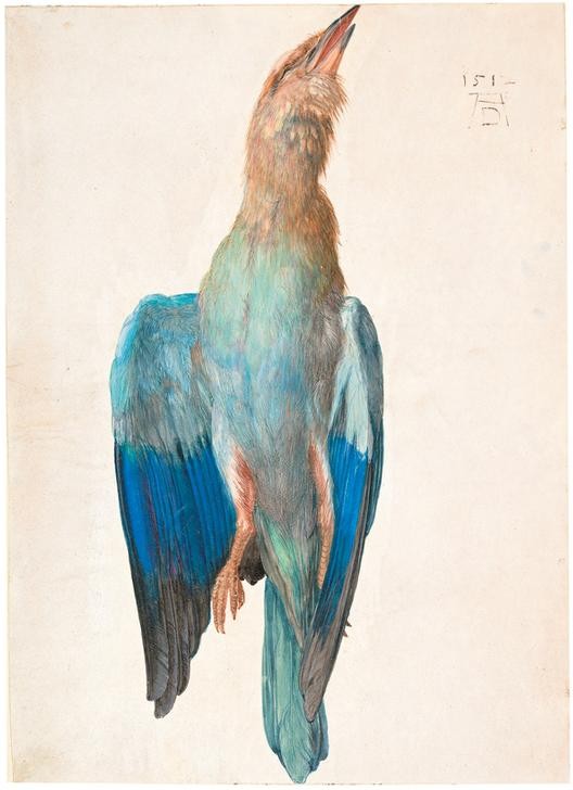 Albrecht Dürer, Tote Blaurake (Deutsche Kunst,Kunst,Vogel,Zoologie,Stillleben,Feder,Naturstudie,Blaurake,Jagdstillleben,Kadaver)