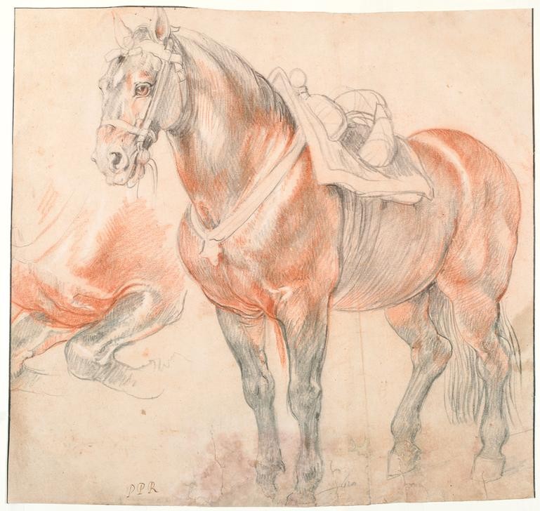 Peter Paul Rubens, Gesatteltes Pferd (Anatomie,Flämische Kunst,Kunst,Pferd (Tier),Zoologie,Barock,Sattel,Naturstudie,Niederländische Kunst,Zaumzeug,Tier)