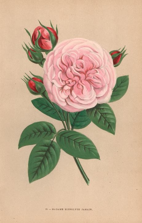 F. Grobon, Madame Hippolyte Jamain rose, hybrid (Botanik,Künstler,Lithograph,Redoute,Rose,Hausgarten,Blume,Blatt,Florilegius,Dorn)