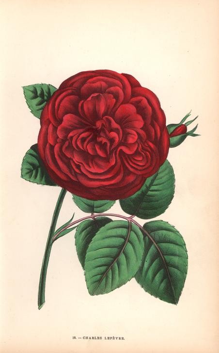 F. Grobon, Charles Lefevre rose, crimson hybrid variety (Botanik,Künstler,Lithograph,Redoute,Rose,Hausgarten,Purpur,Blume,Blatt,Florilegius,Dorn)