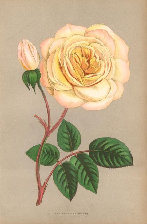 F. Grobon, Adrienne Christophe rose, yellow variety of the tea rose (Botanik,Künstler,Lithograph,Redoute,Rose,Tee,Hausgarten,Blume,Blatt,Gelb,Florilegius,Dorn)