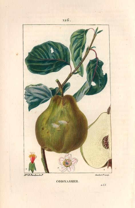 Lambert Junior, Quince tree, Pyrus oblonga (Pflanze, Botanik, Früchte, Obst, Quitte, Blüte, Blätter, Quitte, Fruchtstand, Querschnitt, Studie, Grafik, Wunschgröße, Esszimmer, Küche, Gastronomie, klassische Kunst, bunt)
