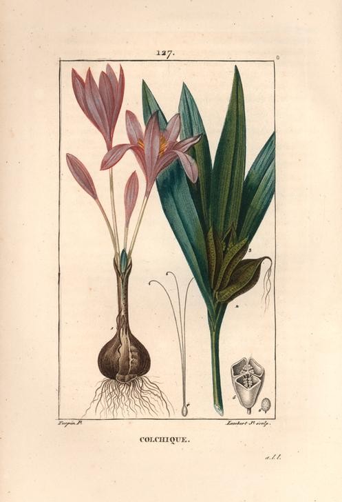 Lambert Junior, Meadow saffron, Colchicum autumnale (Pflanze, Botanik, Saffran, Gewürz, Kräuter, Blüten, Blätter,  Samen, Querschnitt, Studie, Grafik, Wunschgröße, Esszimmer, Küche, Gastronomie, klassische Kunst, bunt)
