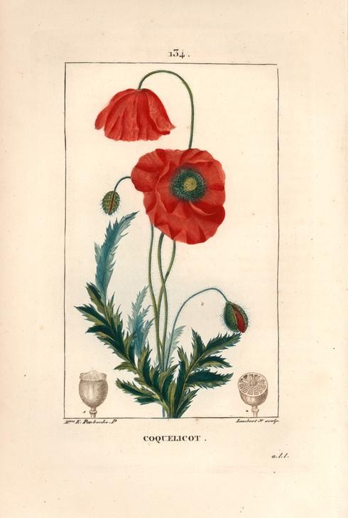 Lambert Junior, ohne Titel (Pflanze, Botanik, Mohn, Mohnkapseln, Medizin, Blüten, Blätter, Samen, Querschnitt, Studie, Grafik, Wunschgröße, Esszimmer, Küche, Gastronomie, klassische Kunst, bunt)