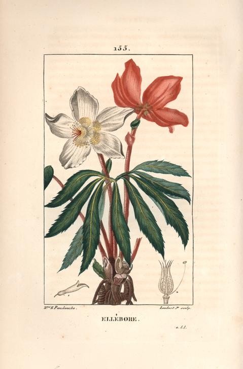 Lambert Junior, Christmas rose or black hellebore, Helleborus niger (Pflanze, Botanik, Christrose, Nieswurz, Blüten, Blätter,  Samen, Studie, Grafik, Wunschgröße, Esszimmer, Küche, Gastronomie, klassische Kunst, bunt)