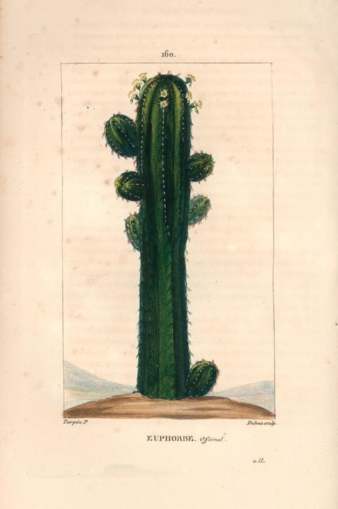 Dubois, Official spurge, Euphorbia officinarum (Euphorbia, Wolfsmilch, Sukkulente, Pflanze, Botanik, Studie, Wunschgröße, Treppenhaus, Klassiker)