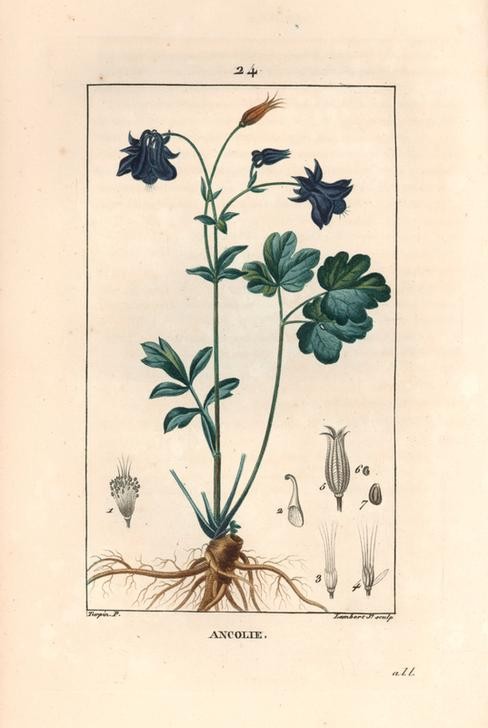 Lambert Junior, Columbine, Aquilegia vulgaris (Pflanze, Botanik, Akelei, Blüten, Blätter,  Samen, Querschnitt, Studie, Grafik, Wunschgröße, Esszimmer, Küche, Gastronomie, klassische Kunst, bunt)