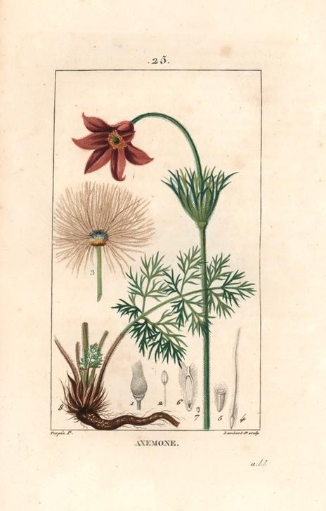 Lambert Junior, Wind flower or meadow anemone, Pulsatilla nigricans (Anemone, Wiesen-Kuhschelle, Pflanze, Botanik, Blume, Blüten, Blätter, Samen, Querschnitt, Studie, Grafik, Wunschgröße, Esszimmer, Küche, Gastronomie, klassische Kunst, bunt)