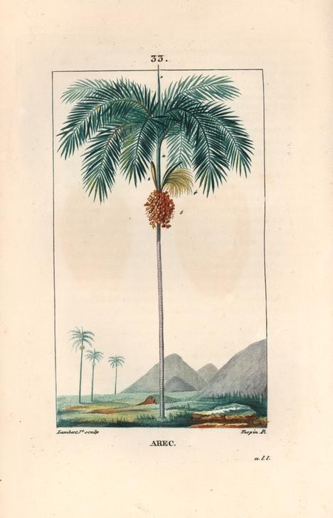 Lambert Junior, Areca palm tree, Areca cathecu (Pflanze, Botanik, Baum, Früchte, Palme, Dattelpalme, Landschaft, Studie, Grafik, Wunschgröße, Esszimmer, Küche, Gastronomie, klassische Kunst, bunt)