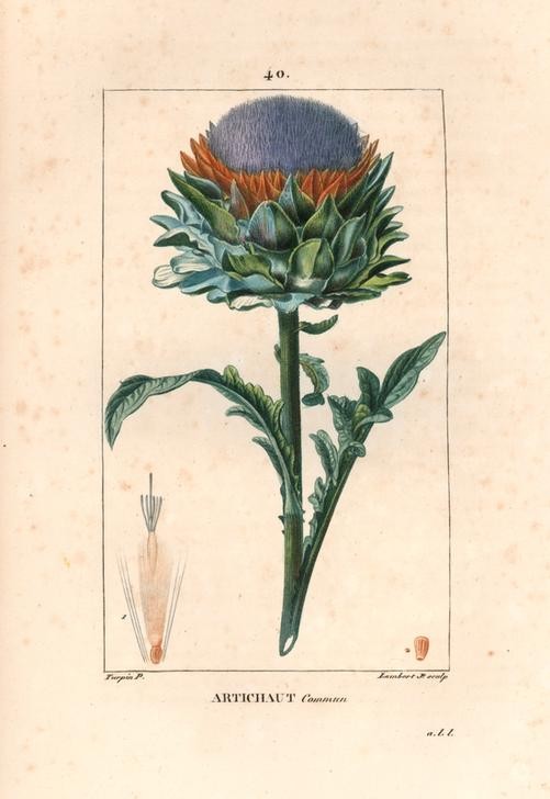 Lambert Junior, Globe artichoke, Cynara cardunculus var (Pflanze, Botanik, GEmüse, Artischocke, Blüte, Blätter,   Studie, Grafik, Wunschgröße, Esszimmer, Küche, Gastronomie, klassische Kunst, bunt)