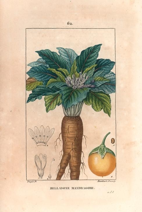Lambert Junior, Mandrake, Mandragora officinarum (Pflanze, Botanik, Wurzeln, Alraune, Medizin,  Blätter, Früchte, Querschnitt, Studie, Grafik, Wunschgröße, Esszimmer, Küche, Gastronomie, klassische Kunst, bunt)