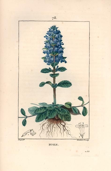 Lambert Junior, Common bugle, Ajuga reptans (Pflanze, Botanik, kreichender Günsel, Blüten, Blätter,  Samen, Studie, Grafik, Wunschgröße, Esszimmer, Küche, Gastronomie, klassische Kunst, bunt)