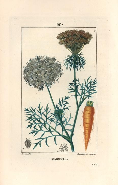 Lambert Junior, Carrot, Daucus carota (Pflanze, Botanik, GEmüse, Karotte, Mohrrübe, Blüte, Blätter, Samen, Studie, Grafik, Wunschgröße, Esszimmer, Küche, Gastronomie, klassische Kunst, bunt)