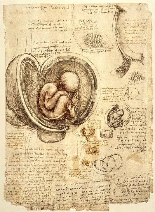 Leonardo da Vinci, Fötus im Uterus (Anatomie, Fötus, Gebärmutter,  Naturwissenschaft, Medizin, Schwangerschaft, Renaissance, Gynäkologie, Steisslage,  Notizen, Handschrift, Klassiker, Zeichnung, Arztpraxis, Wunschgröße)