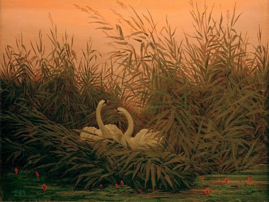 Caspar David Friedrich, Schwäne im Schilf beim ersten Morgenrot (Deutsche Kunst,Kunst,Landschaft,Morgenrot,Vogel,Zoologie,Tageszeiten,Morgen,Schwan (Tier),See,Seerose,Schilf,Tierleben,Tier,Romantik,Ornithologie,Wasservogel)