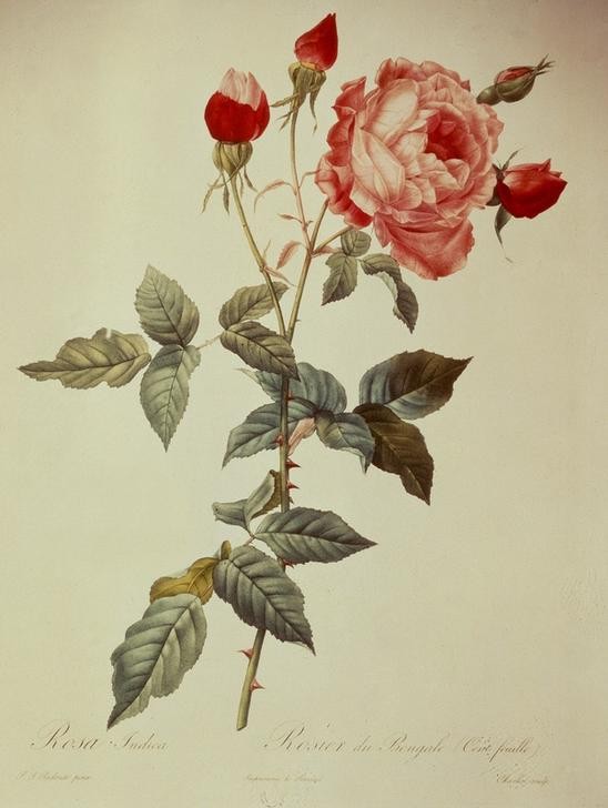 PIERRE-JOSEPH REDOUTÉ, Rosa indica (Botanik, Blume, Studie, Rose,  Blüte, Knospen, Blätter, Treppenhaus, Wohnzimmer, Wunschgröße, rosa)