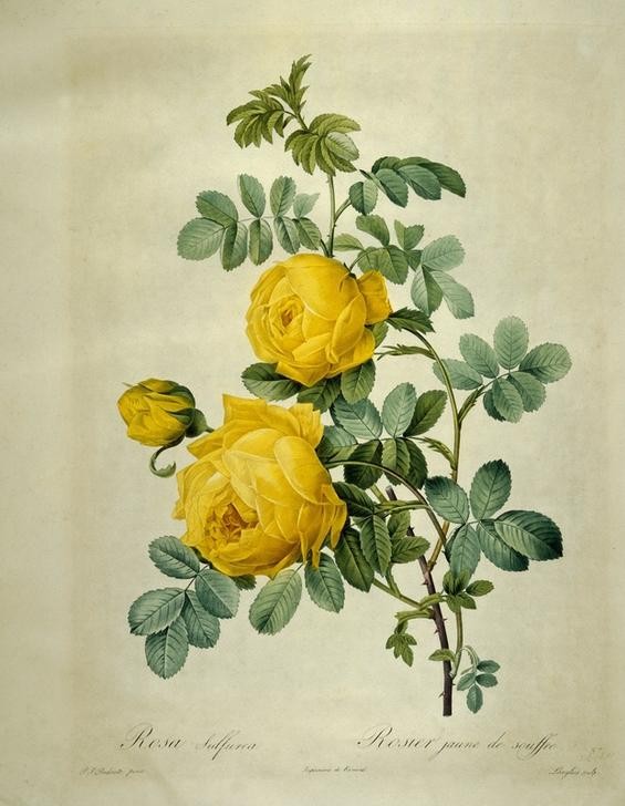 PIERRE-JOSEPH REDOUTÉ, Rosa Sulfurea (Botanik, Blume, Studie, Rose,  Blüte, Knospen, Blätter, Treppenhaus, Wohnzimmer, Wunschgröße, gelb)