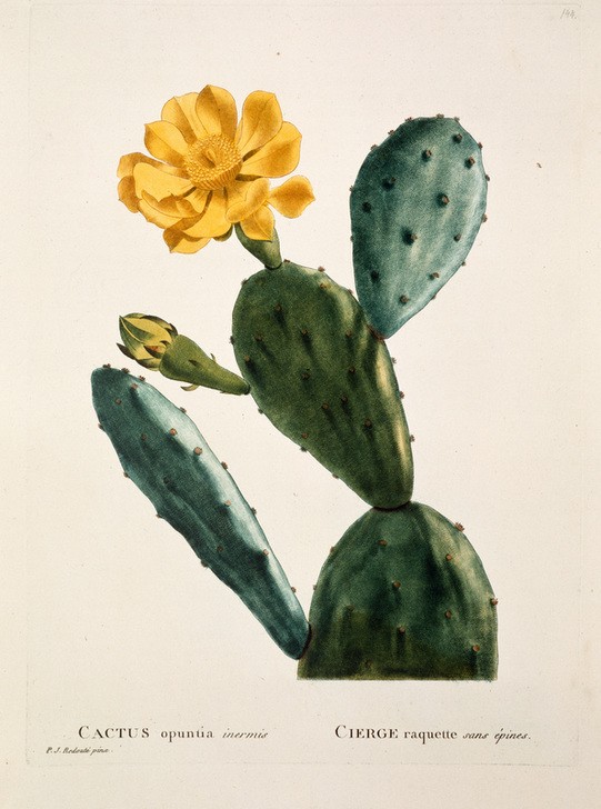 PIERRE-JOSEPH REDOUTÉ, Opuntie (Kaktus, Ohrenkaktus, Kaktusblüten, Opuntia, Naturwissenschaft, Botanik,  Pflanzen, Studie, Treppenhaus, Wohnzimmer, Wunschgröße,)