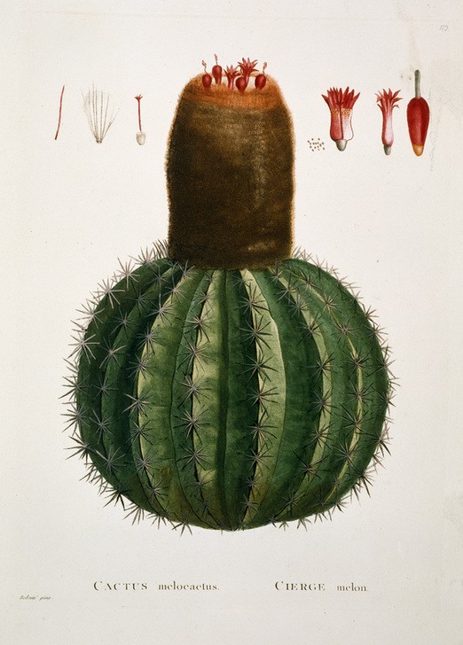 PIERRE-JOSEPH REDOUTÉ, Melonenkaktus (Kaktus, Melonenkaktus, Kaktusblüten, Knospen, Naturwissenschaft, Botanik,  Pflanzen, Studie, Treppenhaus, Wohnzimmer, Wunschgröße,)