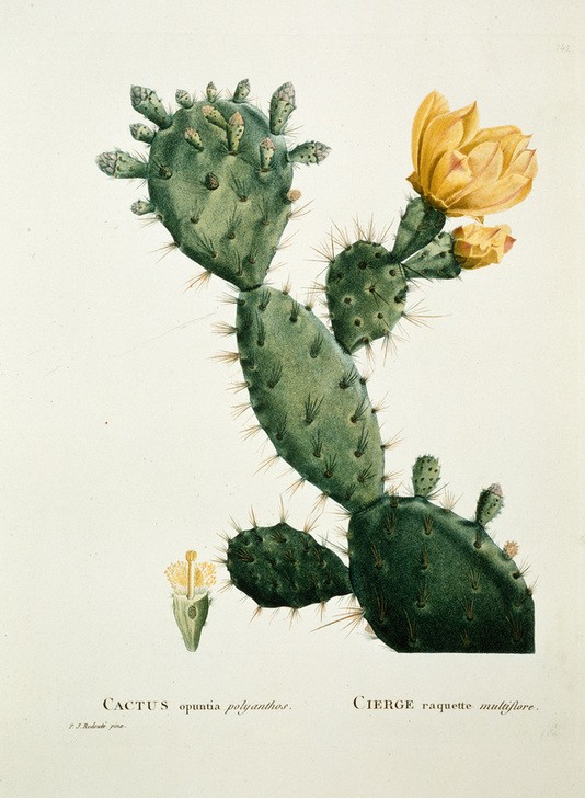 PIERRE-JOSEPH REDOUTÉ, Opuntia tuna (Kaktus, Ohrenkaktus, Kaktusblüten, Opuntia, Naturwissenschaft, Botanik,  Pflanzen, Studie, Treppenhaus, Wohnzimmer, Wunschgröße,)