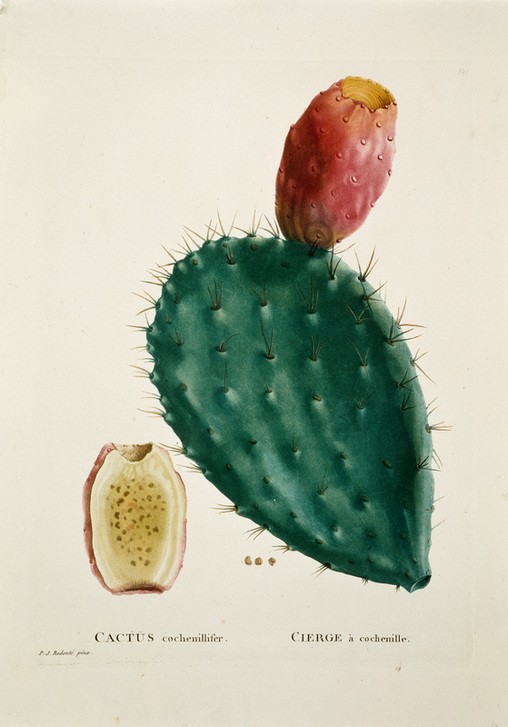 PIERRE-JOSEPH REDOUTÉ, Opuntia cochenillifera (Kaktus, Ohrenkaktus, Kaktusfrucht, Kaktussamen, Opuntia, Naturwissenschaft, Botanik,  Pflanzen, Studie, Treppenhaus, Wohnzimmer, Wunschgröße,)