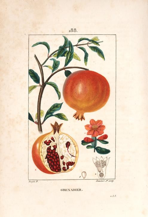 Lambert Junior, Pomegranate tree, Punica granatum (Pflanze, Botanik, Früchte, Obst, Granatapfel, Paradiesapfel, Blüte, Blätter, Quitte, Fruchtstand, Querschnitt, Studie, Grafik, Wunschgröße, Esszimmer, Küche, Gastronomie, klassische Kunst, bunt)