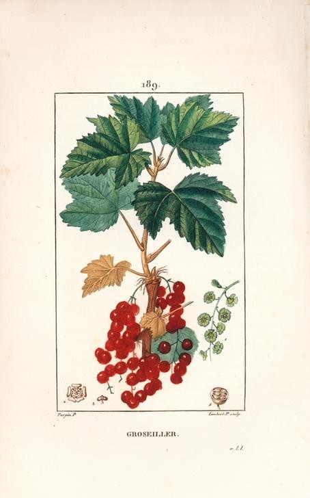 Lambert Junior, Redcurrant, Ribes rubrum (Pflanze, Botanik, Früchte, Obst, Beeren, rote Johannisbeeren, Fruchtstand, Blätter, Studie, Grafik, Wunschgröße, Esszimmer, Küche, Gastronomie, klassische Kunst, bunt)