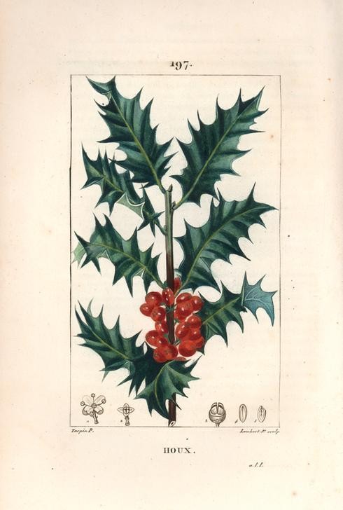 Lambert Junior, Holly, Ilex aqualifolium (Pflanze, Botanik, Früchte, Beeren, giftig, Stechpalme, Blätter, Fruchtstand, Samen, Querschnitt, Studie, Grafik, Wunschgröße, Esszimmer, Küche, Gastronomie, klassische Kunst, bunt)