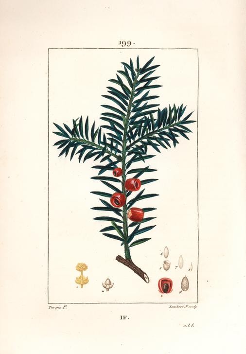 Lambert Junior, Yew tree, Taxus baccata (Pflanze, Botanik, Früchte, Beeren, giftig, Eibe, Blüte, Blätter, Nadeln, Samen, Querschnitt, Studie, Grafik, Wunschgröße, Esszimmer, Küche, Gastronomie, klassische Kunst, bunt)