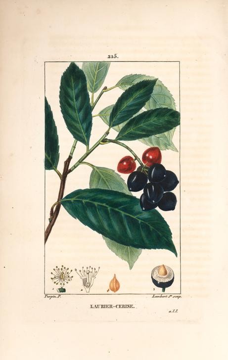 Lambert Junior, Cherry laurel (Pflanze, Botanik, Früchte, Beeren, giftig, Kirschlorbeer, Blüte, Blätter, Nadeln, Samen, Querschnitt, Studie, Grafik, Wunschgröße, Esszimmer, Küche, Gastronomie, klassische Kunst, bunt)