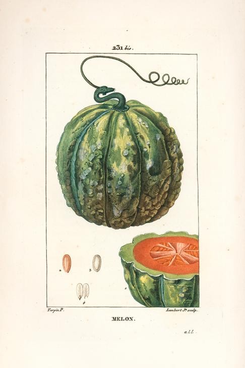 Lambert Junior, Melon, Cucumis melo (Pflanze, Botanik, Früchte, Obst, Melone, Kerne, Fruchtstand, Querschnitt, Studie, Grafik, Wunschgröße, Esszimmer, Küche, Gastronomie, klassische Kunst, bunt)