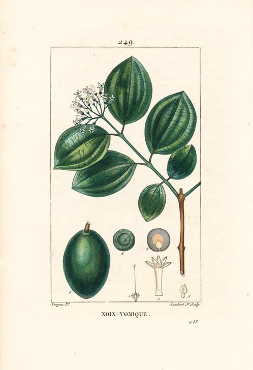 Lambert Junior, Strychnine tree or poison nut (Krähenauge,Pflanze, Botanik, Früchte, Blüten, Blätter,  Fruchtstand, Querschnitt, Medizin, Giftnuss, Studie, Grafik, Wunschgröße, Esszimmer, Küche, Gastronomie, klassische Kunst, bunt)