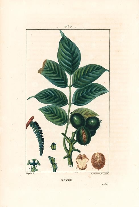Lambert Junior, Walnut tree (Pflanze, Botanik, Früchte, Nüsse, Walnuss, Blüte, Blätter, Fruchtstand, Querschnitt, Studie, Grafik, Wunschgröße, Esszimmer, Küche, Gastronomie, klassische Kunst, bunt)