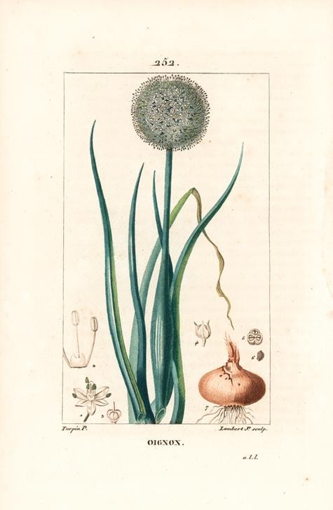 Lambert Junior, Onion, Allium cepa (Pflanze, Botanik, Gemüse, Zwiebel, Blüte, Blätter, Samen,  Studie, Grafik, Wunschgröße, Esszimmer, Küche, Gastronomie, klassische Kunst, bunt)