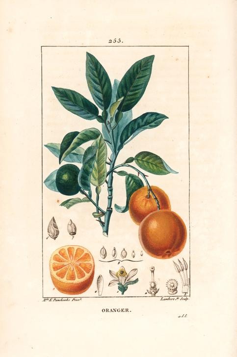 Lambert Junior, Orange, Citrus aurantium (Pflanze, Botanik, Früchte, Obst, Zitrusfrucht, Blüte, Blätter, Orange, Fruchtstand, Querschnitt, Studie, Grafik, Wunschgröße, Esszimmer, Küche, Gastronomie, klassische Kunst, bunt)